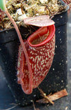 Nepenthes maxima x talangensis "Lady Pauline", BE-3679