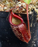 Nepenthes maxima x talangensis "Lady Pauline", BE-3679