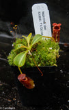 Nepenthes lowii Kinabalu