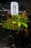 Nepenthes lowii Kinabalu