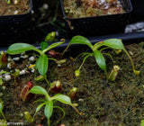 Nepenthes lowii Trusmadi, CAR-0018