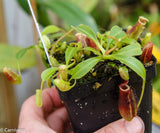 Nepenthes lowii Trusmadi, CAR-0018