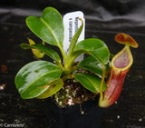 Nepenthes lowii x campanulata