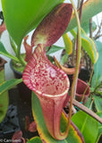 Nepenthes lowii x campanulata