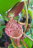 Nepenthes lowii x campanulata