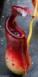 Nepenthes lowii x ephippiata