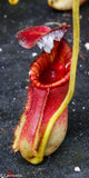 Nepenthes lowii x ephippiata