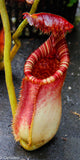 Nepenthes lowii x ephippiata