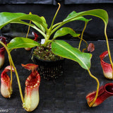 Nepenthes lowii x ephippiata