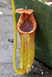 Nepenthes lowii x fusca