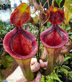 Nepenthes jacquelineae x lowii