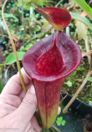 Nepenthes jacquelineae x lowii