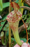 Nepenthes jacquelineae x lowii