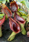 Nepenthes truncata (d) x lowii Trusmadi, CAR-0061