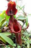 Nepenthes truncata (d) x lowii Trusmadi, CAR-0061