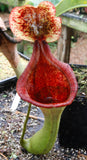 Nepenthes truncata (d) x lowii Trusmadi, CAR-0061