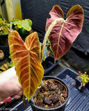 Philodendron verrucosum "Carmin"