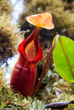 Nepenthes macrophylla