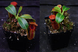 Nepenthes macrophylla