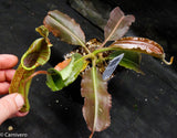 Nepenthes maxima BE-3786