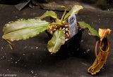 Nepenthes maxima BE-3786