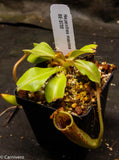 Nepenthes maxima, BE-3735