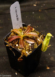 Nepenthes maxima, BE-3907