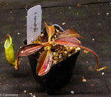 Nepenthes maxima, BE-3907