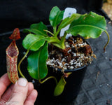 Nepenthes maxima, BE-3735