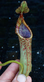 Nepenthes maxima, BE-3735