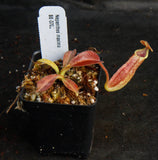 Nepenthes maxima BE-3786