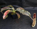 Nepenthes maxima BE-3786