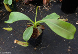 Nepenthes maxima, BE-3067