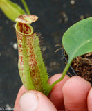 Nepenthes maxima, BE-3067