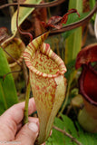 Nepenthes maxima, BE-3067