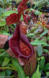 Nepenthes maxima, BE-3067