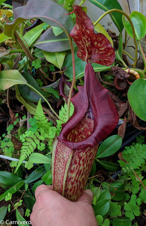 Nepenthes maxima, BE-3067