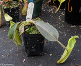 Nepenthes maxima BE-3543