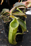 Nepenthes maxima BE-3543