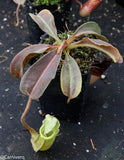 Nepenthes maxima BE-3543