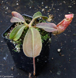 Nepenthes maxima BE-3543