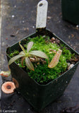 Nepenthes maxima Tentena, CAR-0021