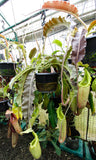 Nepenthes maxima, BE-3907