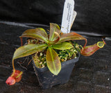 Nepenthes maxima "Pieriensis" x {bellii x [veitchii x (maxima x veitchii)]} , CAR-0088