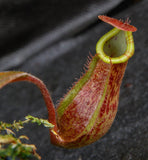 Nepenthes maxima "Pieriensis" x {bellii x [veitchii x (maxima x veitchii)]} , CAR-0088