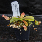 Nepenthes maxima "Pieriensis" x {bellii x [veitchii x (maxima x veitchii)]} , CAR-0088