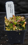 Nepenthes maxima "Pieriensis" x {bellii x [veitchii x (maxima x veitchii)]} , CAR-0088