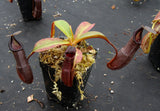 Nepenthes maxima x ramispina, BE-3740