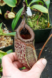 Nepenthes maxima x sibuyanensis - DM040