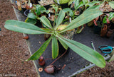 Nepenthes maxima x sibuyanensis - DM040